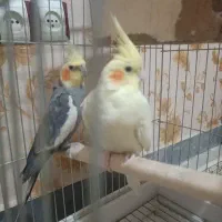 عروس هلندی نر و ماده با سه عدد جوجه