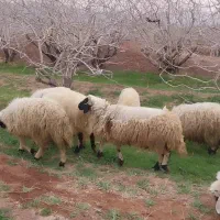 بره نر محلی