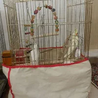 عروس هلندی نر ماده لیمویی