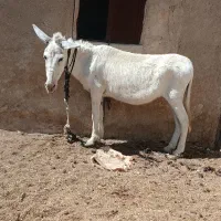 الاغ ماده