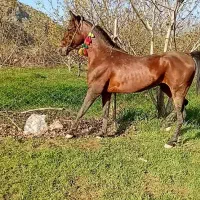 اسب|اسب و تجهیزات اسب‌سواری|دورود, |دیوار