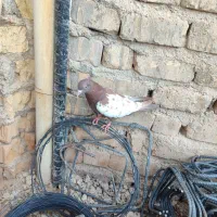 کبوتر سینه|پرنده|شیراز, چشمه سید صفری|دیوار