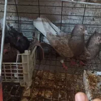 کبوتر دمسفید|پرنده|دوگنبدان, |دیوار