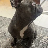 فرنچ بولداگ|سگ|شهر ری, علایین|دیوار