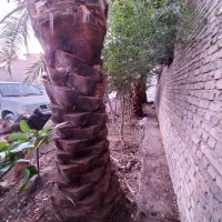 کار درخت خرما|خدمات باغبانی و درختکاری|سراوان, |دیوار