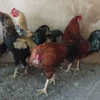 خروس|حیوانات مزرعه|نیشابور, خیام|دیوار