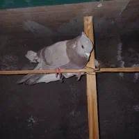 کفتر|پرنده|کوهدشت, |دیوار
