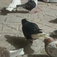 کلاغ ماده|پرنده|نیشابور, بنیاد شهید|دیوار