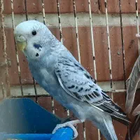 معاوضه مرغ عشق ماده با مرغ عشق نر