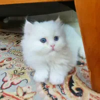 گربه پرشین کلاسیک اصیل