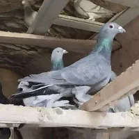 کبوتر پرشی|پرنده|مود, |دیوار