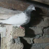 یه جفت تهرانی