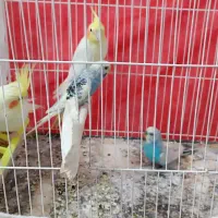 عروس هلندی و مرغ عشق پیدا شده|حیوانات|تربت جام, میان جام|دیوار