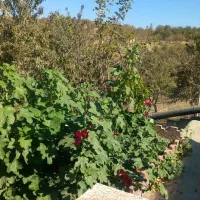 زمین کشاورزی