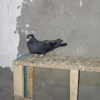 کبوتر زاغ زنگی سوسنگرد|پرنده|سوسنگرد, |دیوار