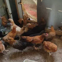 نیمچه جوجه گلپایگان