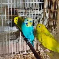 مرغ عشق اسپانگل