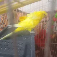 یک عدد مرغ عشق دوگل پروانه ای نر فول