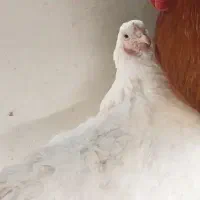 مرغ برهما تخم گذار