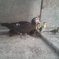 فروش اردک اسرائیلی با جوجه