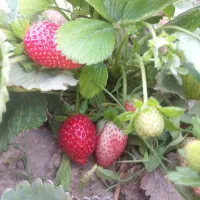 رانر توت فرنگی سابرینا و کاماروسا