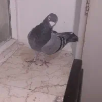 کبوترفروشی