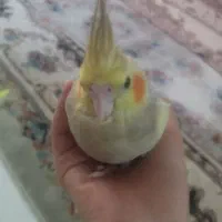 یک جفت با قفس