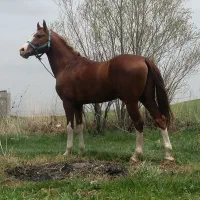 اسب جهت کشش