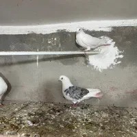 کفتر|پرنده|اشترینان, |دیوار