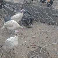 فروش مرغ شاخدار اماراتی