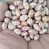 چیتی مخصوص بذر درجه یک