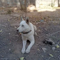 سگ هاسکی سفید بار دار|سگ|شیراز, گویم|دیوار