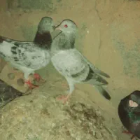 معاوضه یا فروشی|پرنده|فراغی, |دیوار