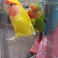 یک جفت طوطی برزیلی نر و ماده همراه با قفس