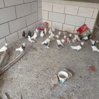 کبوتر طوقی.|پرنده|خمینیشهر, |دیوار