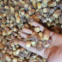 خرما قصب زاهدی