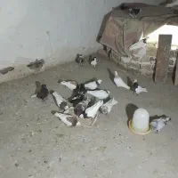 سلام عزیزان