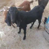 گوسفند پاچن