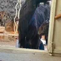 دام زنده همراه قصاب