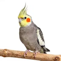 نگهداری پرندگان در ایام عید