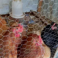 خروس کوشین بالغ (اصل)|حیوانات مزرعه|آمل, |دیوار