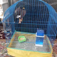 مرغ مینا به فروش می‌رسد یک میلیون ۵۰۰