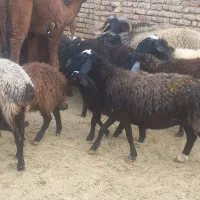 گوسفند میش بره دار جوان و سالم|حیوانات مزرعه|قم, علی آباد|دیوار