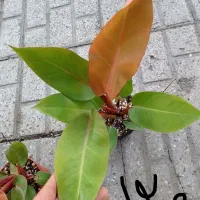 هامولومنا|گل و گیاه طبیعی|مشهد, گاز|دیوار