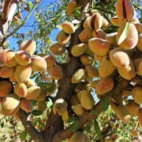 نهالستان پالیز دارای ارقام متنوع نهال های پربار|خدمات باغبانی و درختکاری|بومهن, |دیوار