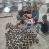 قورمه گوسفند بره مهریز