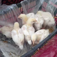 جوجه گوشتی۱۲روزه