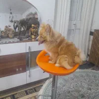 سگ پامر|سگ|بندر امام خمینی, |دیوار