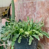 گلهای طبیعی خانگی