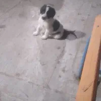 واگذاری سگ اشپیتز،شیتزوی خوشگل